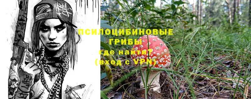 где купить   Верещагино  Галлюциногенные грибы Cubensis 